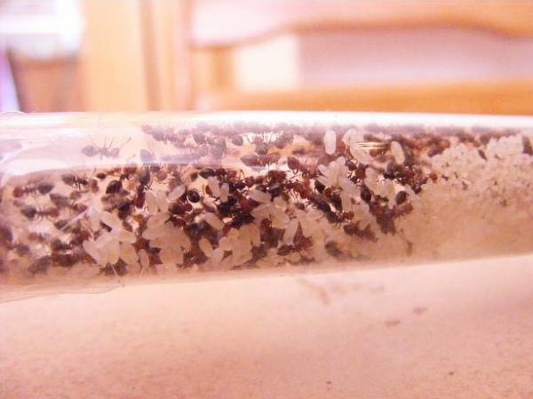ants mravenci crematogaster chov 